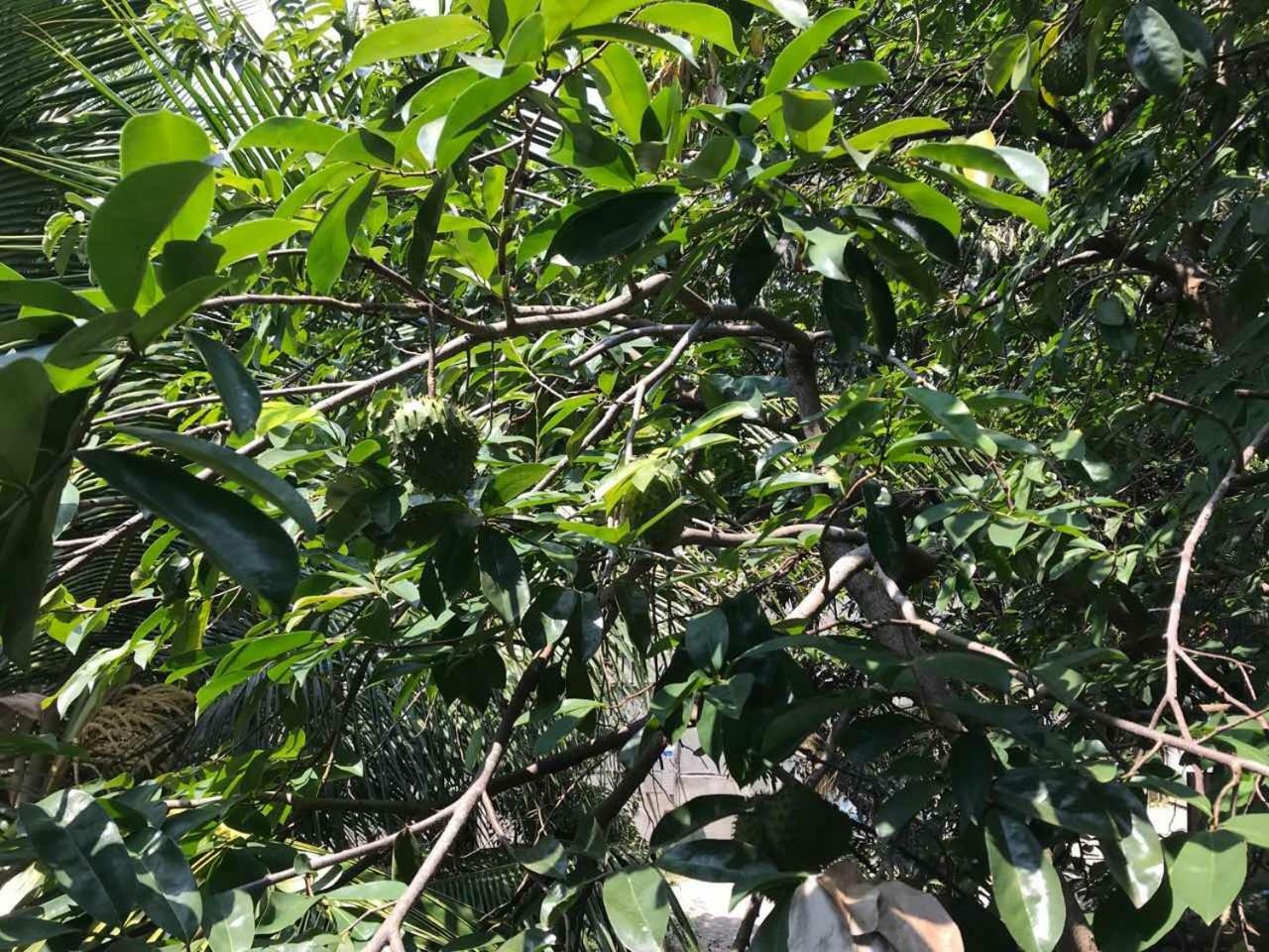Suwani Pinnawala Homestay Extérieur photo