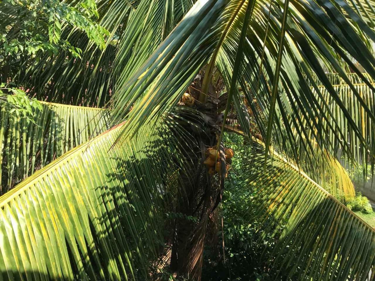 Suwani Pinnawala Homestay Extérieur photo